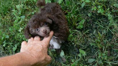 Home for WB Poodles,Breeder of Fine Quality Poodles,Tiny Toy Poodles ...