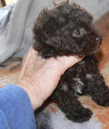 Home for WB Poodles,Breeder of Fine Quality Poodles,Tiny Toy Poodles ...